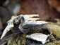 Lepketapló (Trametes versicolor), Budai-hegység